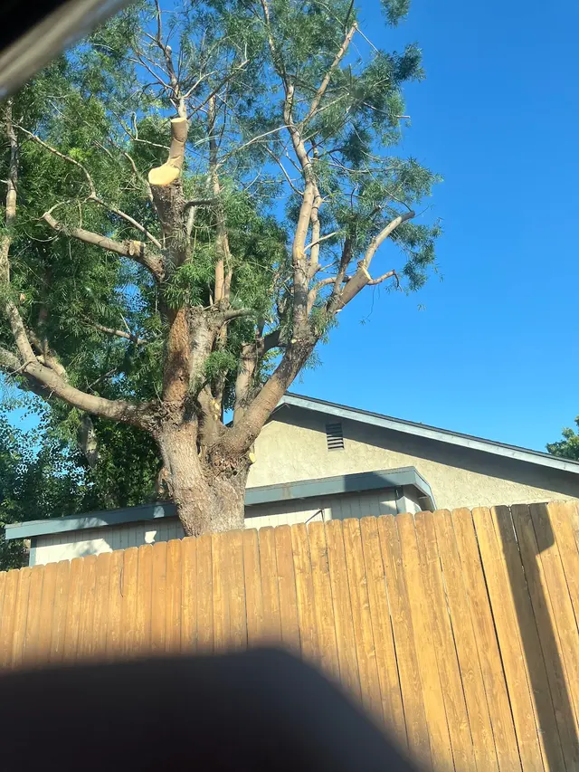 Rivera Tree Service, Inc. — customer photo 4