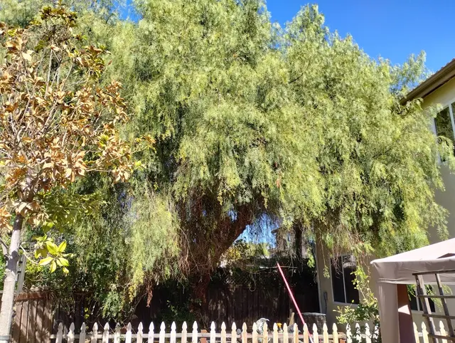 Rivera Tree Service, Inc. — customer photo 5
