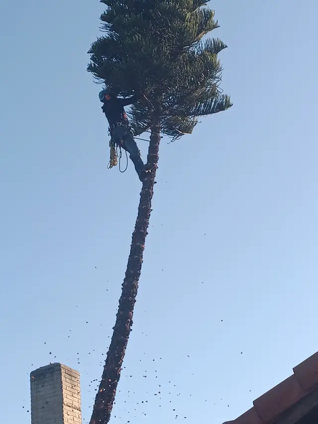 Rivera Tree Service, Inc. — customer photo 3