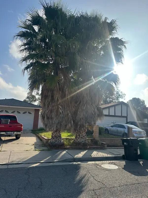 Rivera Tree Service, Inc. — customer photo 6