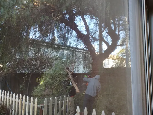 Rivera Tree Service, Inc. — customer photo 8