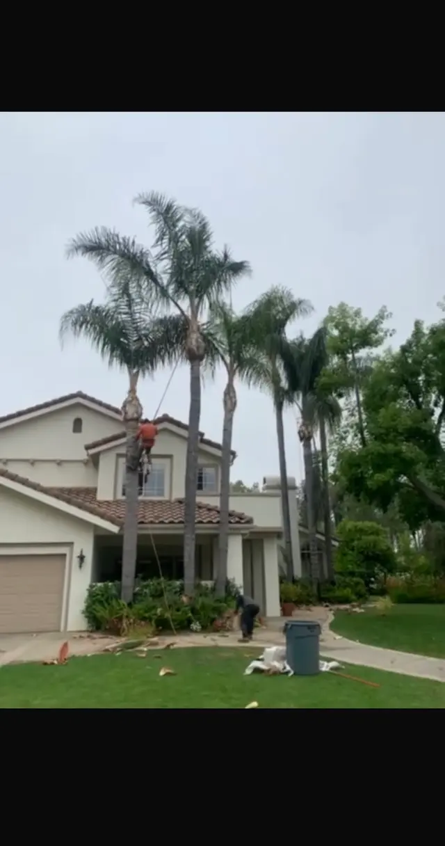 Rivera Tree Service, Inc. — photo from the business 12