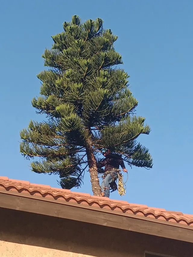 Rivera Tree Service, Inc. — customer photo 2