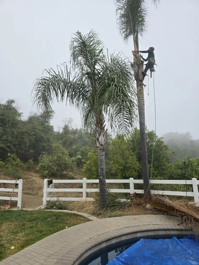Customer photo of work by DB Tree Service, from roxanne parady's review
