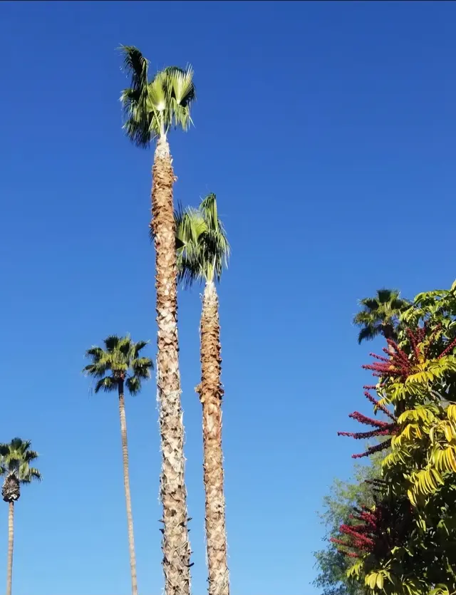 DB Tree Service — customer photo 4