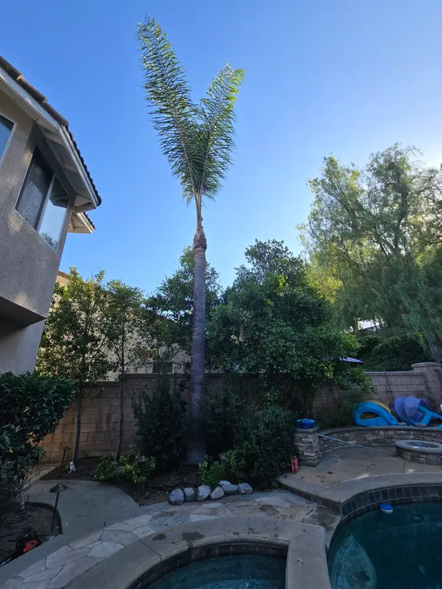 DB Tree Service — photo from the business 3