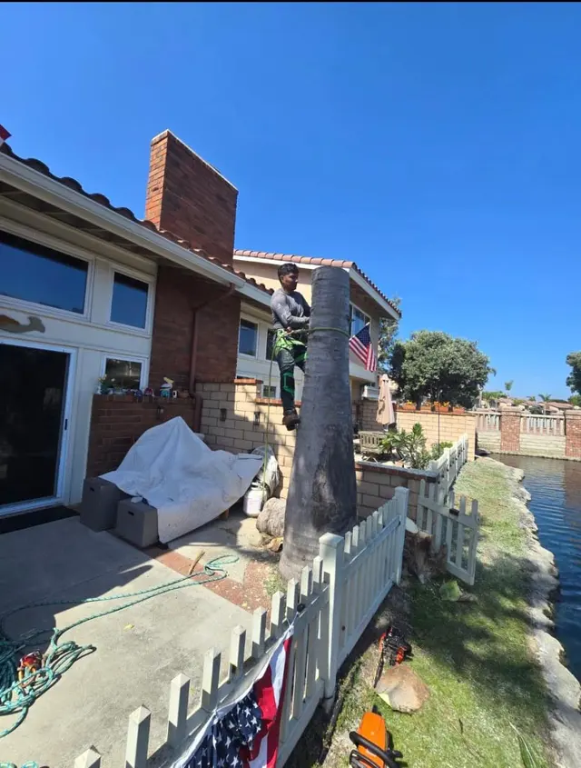 Customer photo of work by DB Tree Service, from Judy's review