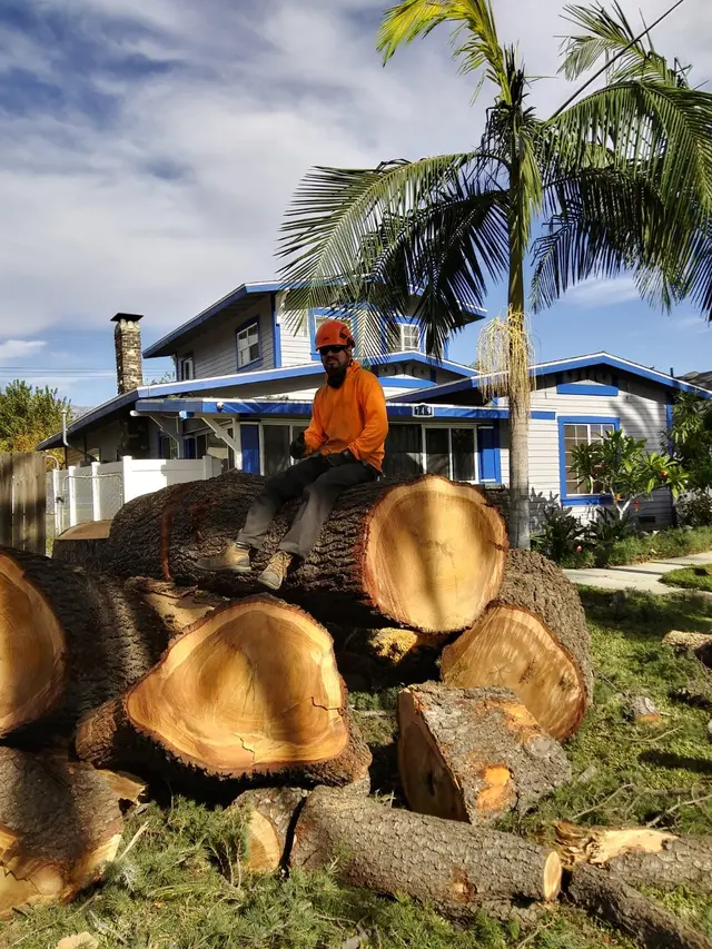 DB Tree Service — photo from the business 12