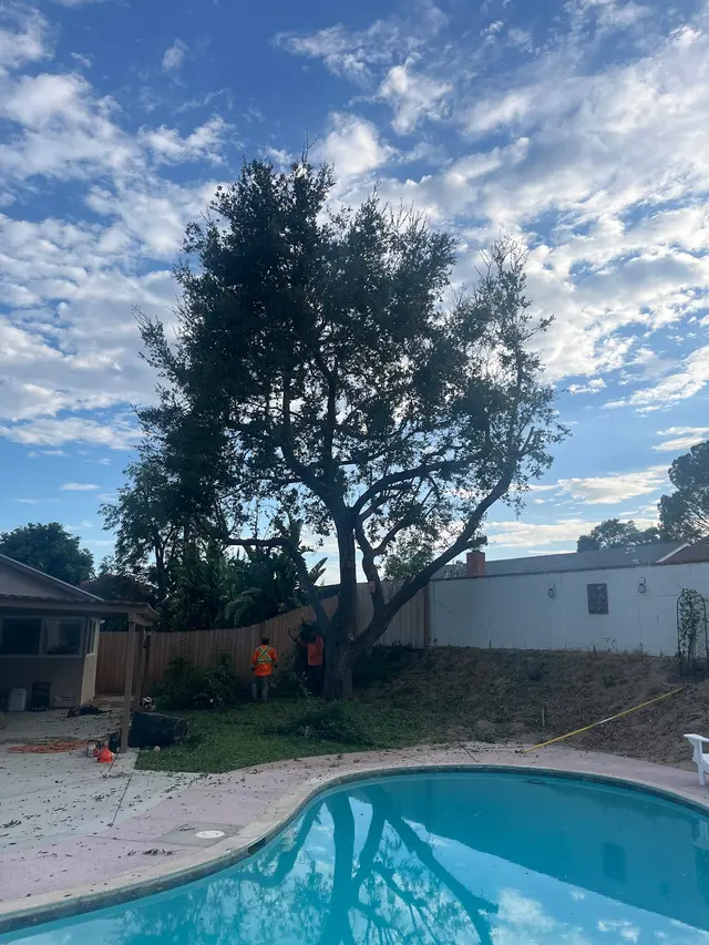 Customer photo of work by DB Tree Service, from Mike Clow's review