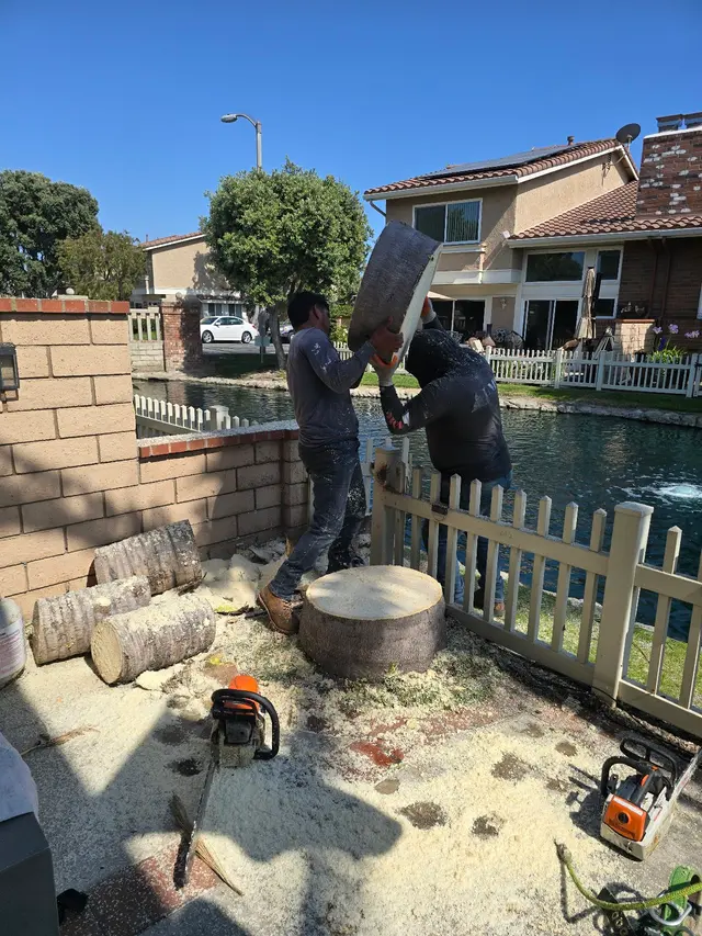 DB Tree Service — photo from the business 7