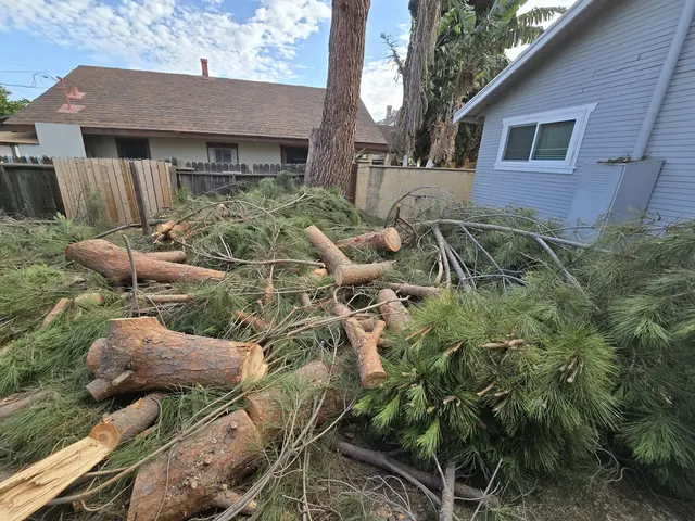 DB Tree Service — photo from the business 11