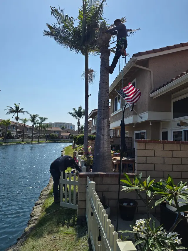 DB Tree Service — photo from the business 8