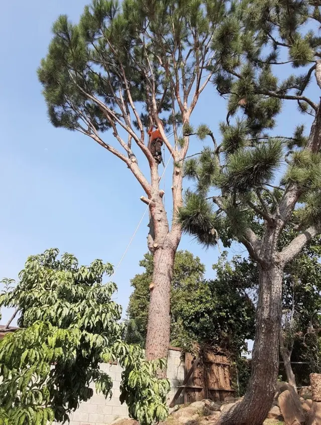 DB Tree Service — customer photo 6