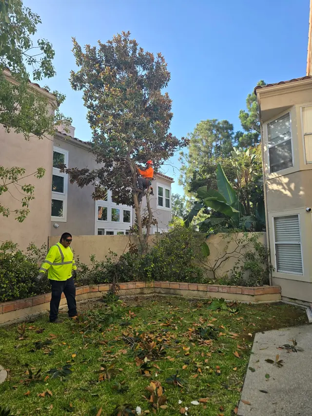 DB Tree Service — photo from the business 10