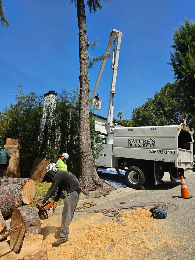 Nature's Tree Service — photo from the business 7