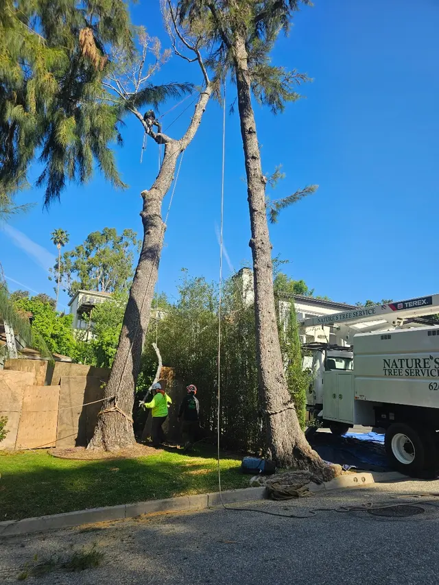 Nature's Tree Service — photo from the business 2