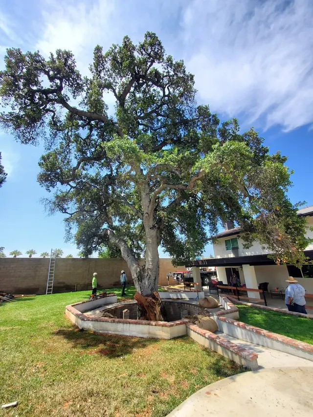 Nature's Tree Service — customer photo 4