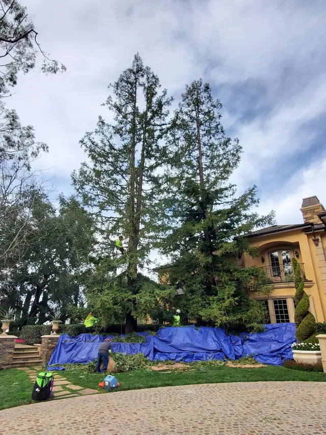 Nature's Tree Service — customer photo 5