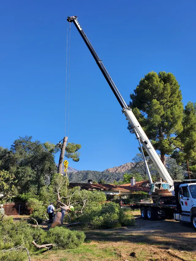 Nature's Tree Service — customer photo 11
