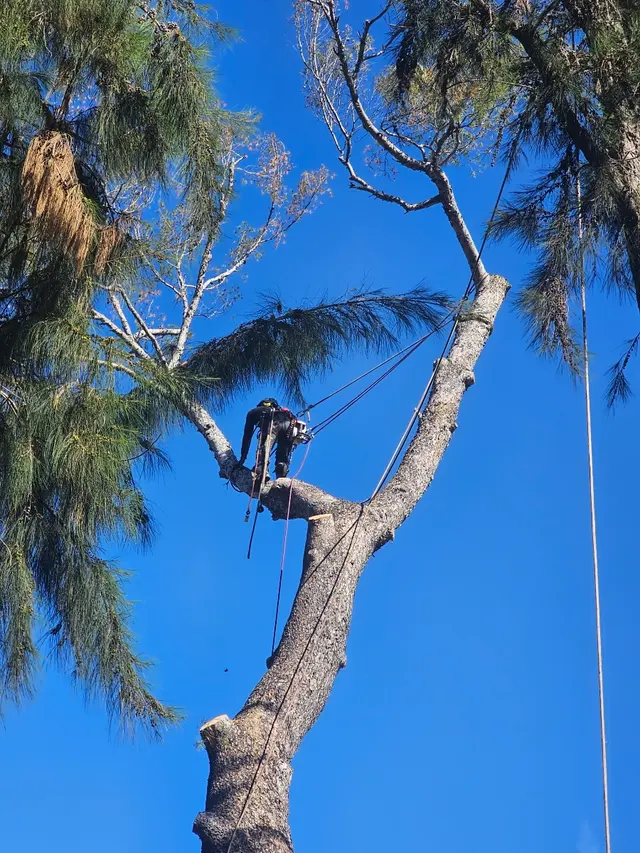 Nature's Tree Service — photo from the business 9