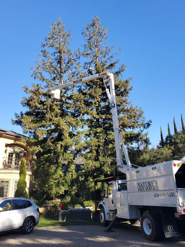 Nature's Tree Service — photo from the business 6