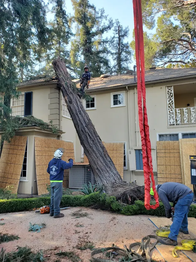 Nature's Tree Service — photo from the business 1