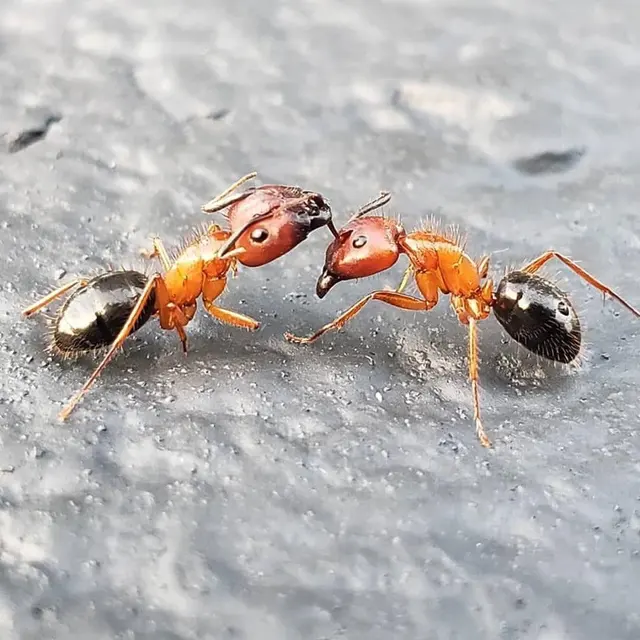 Certified Pest Control — photo from the business 4