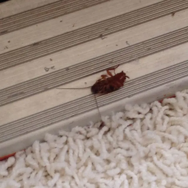 Certified Pest Control — photo from the business 12