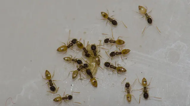 Certified Pest Control — photo from the business 3