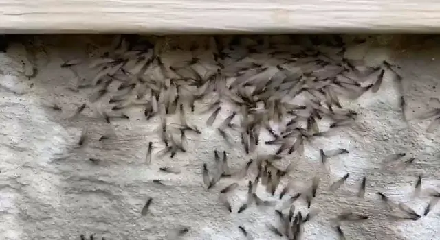 Certified Pest Control — photo from the business 5