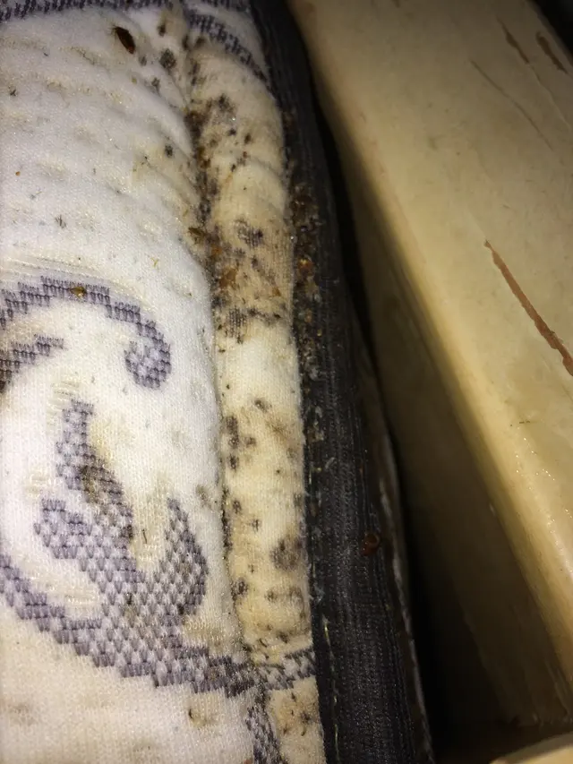 Bugs Patrol LLC Pest Control — customer photo 10