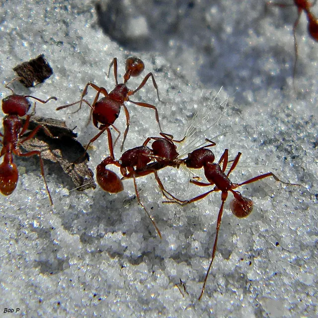 Bugs Patrol LLC Pest Control — photo from the business 2