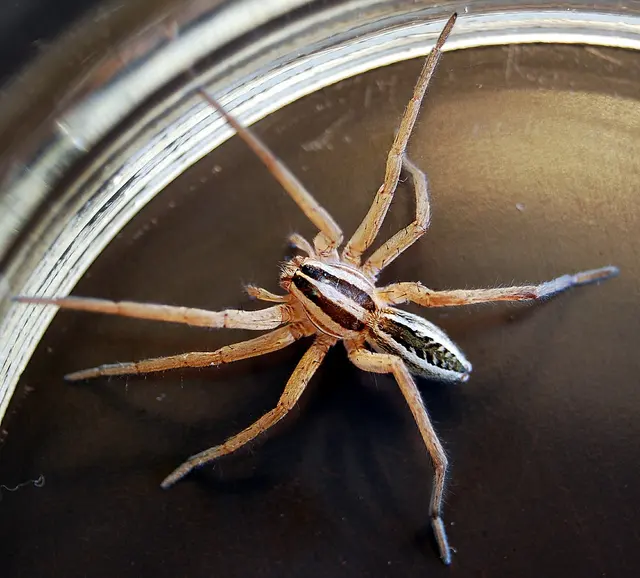 Infinite Pest Solutions — photo from the business 5