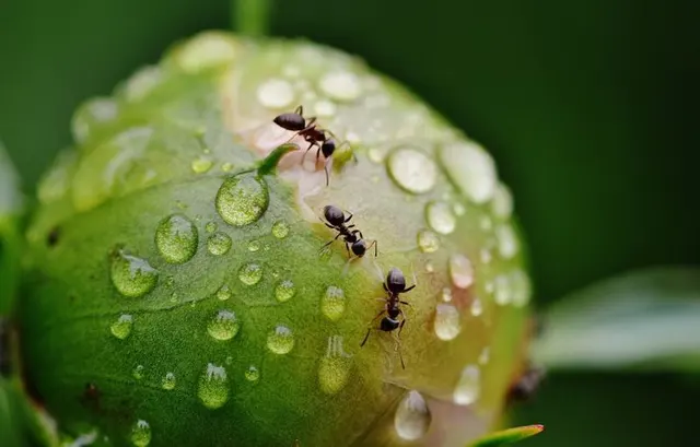 Infinite Pest Solutions — photo from the business 9