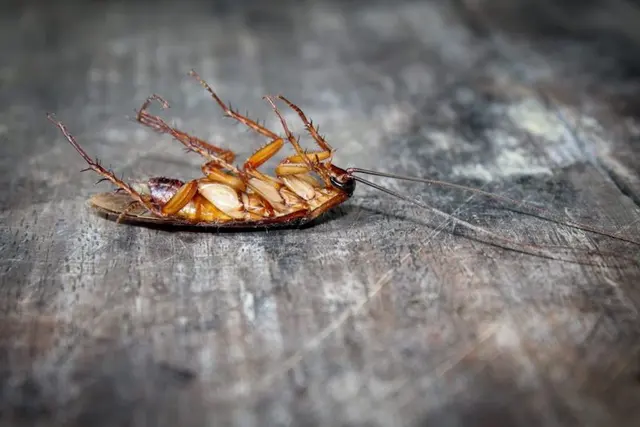 Infinite Pest Solutions — photo from the business 12