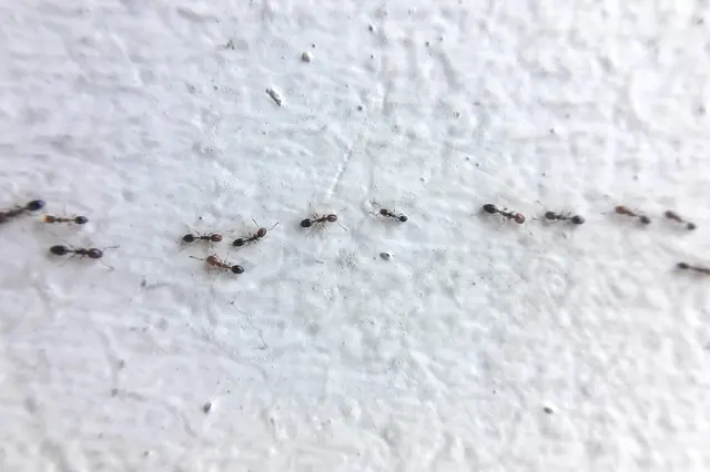 Infinite Pest Solutions — customer photo 4