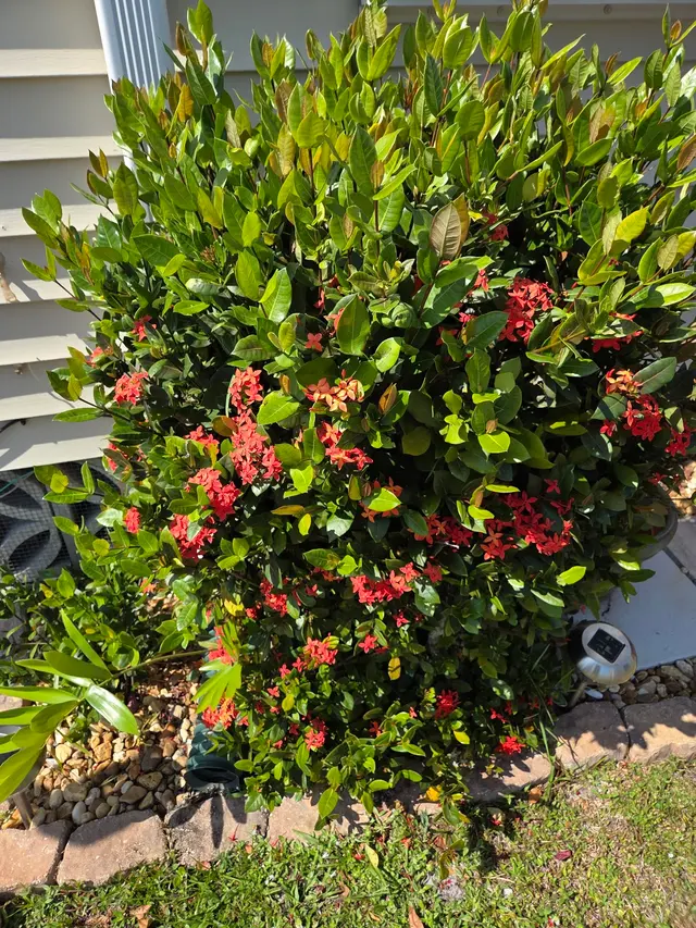Customer photo of work by Stat Pest Control, from April Schwartz's review