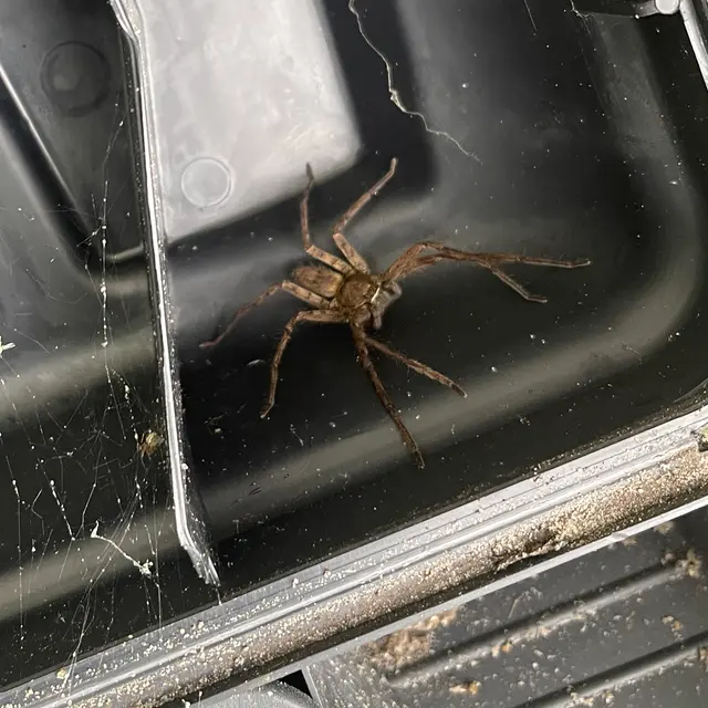 Stat Pest Control — photo from the business 7