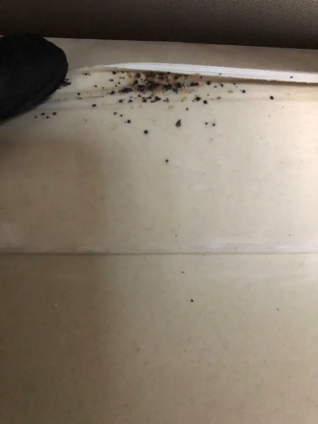Stat Pest Control — photo from the business 11