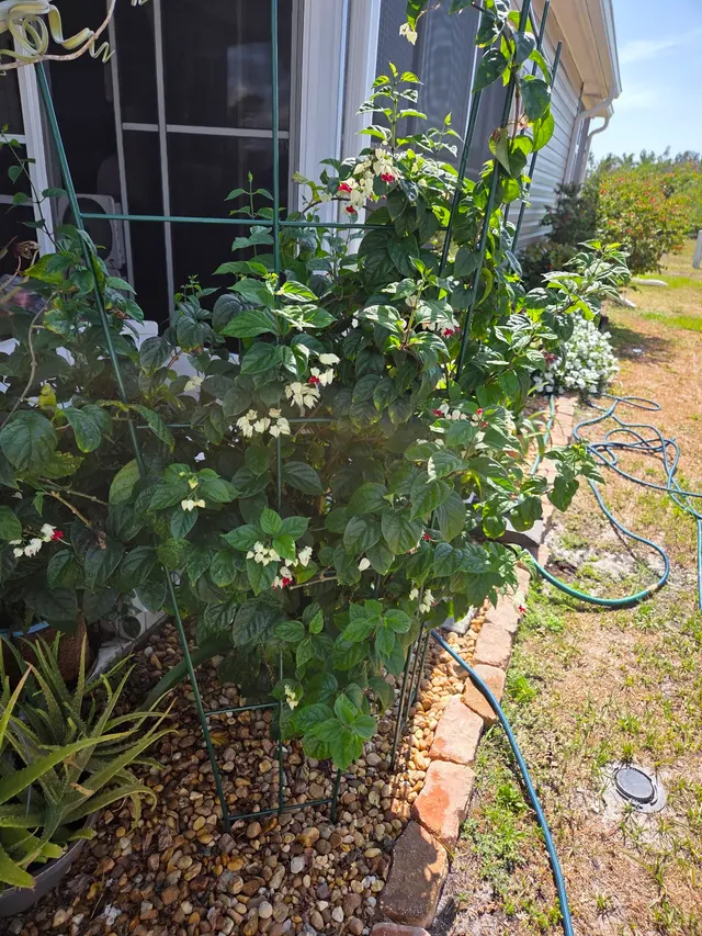 Stat Pest Control — customer photo 10