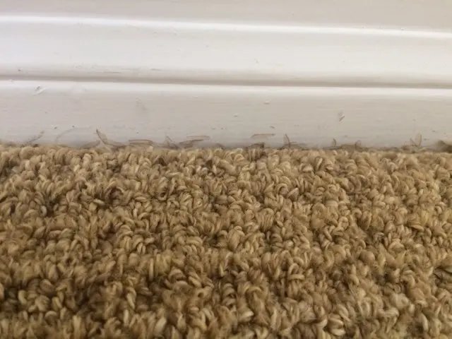 Pest Control of Naples — photo from the business 12