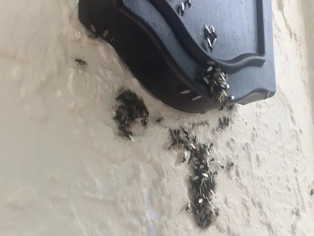 Pest Control of Naples — photo from the business 4