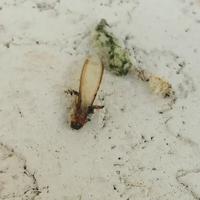 Pest Control of Naples — photo from the business 6