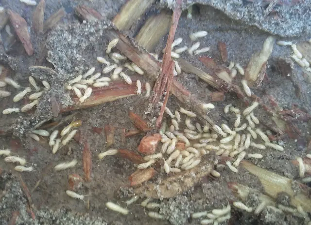 Pest Control of Naples — photo from the business 3