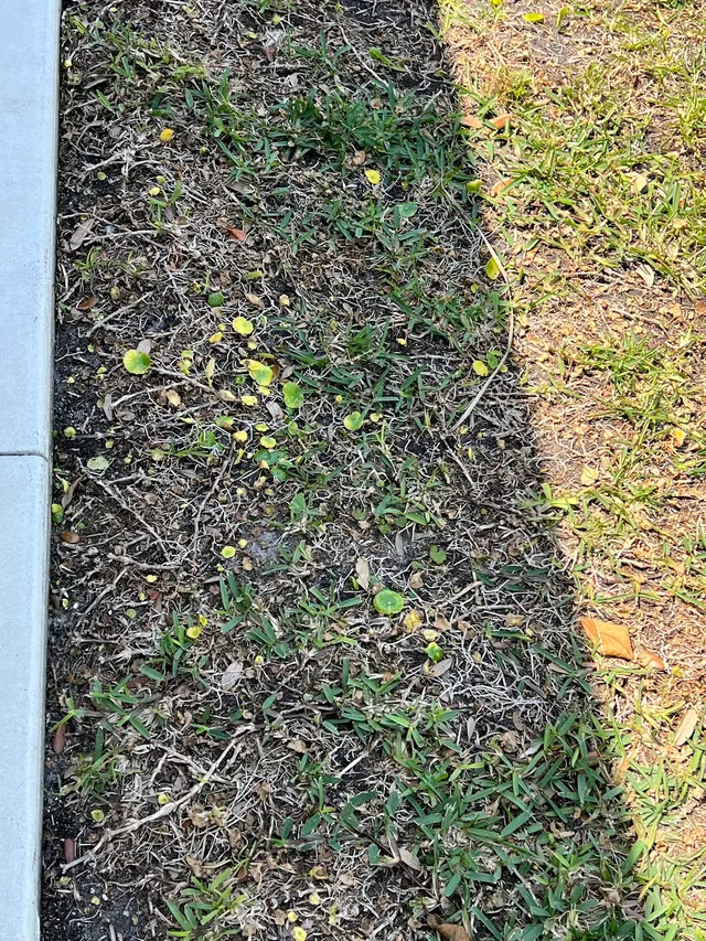 Sun Pest Control — customer photo 10
