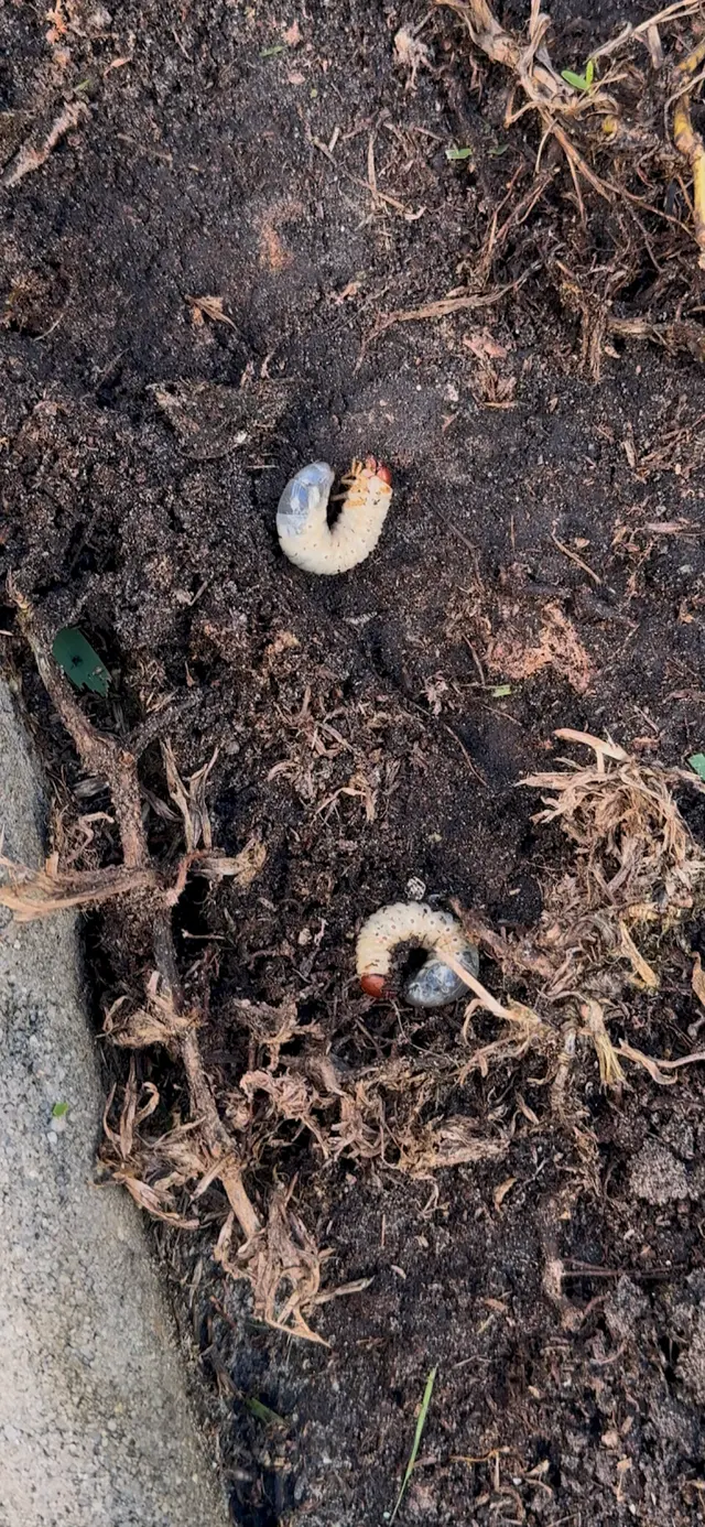 Sun Pest Control — customer photo 8