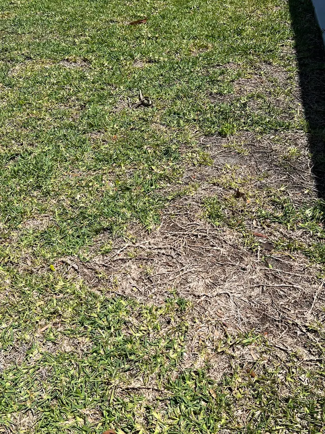 Sun Pest Control — customer photo 6