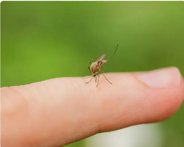 Pest Solutions Plus — photo from the business 9