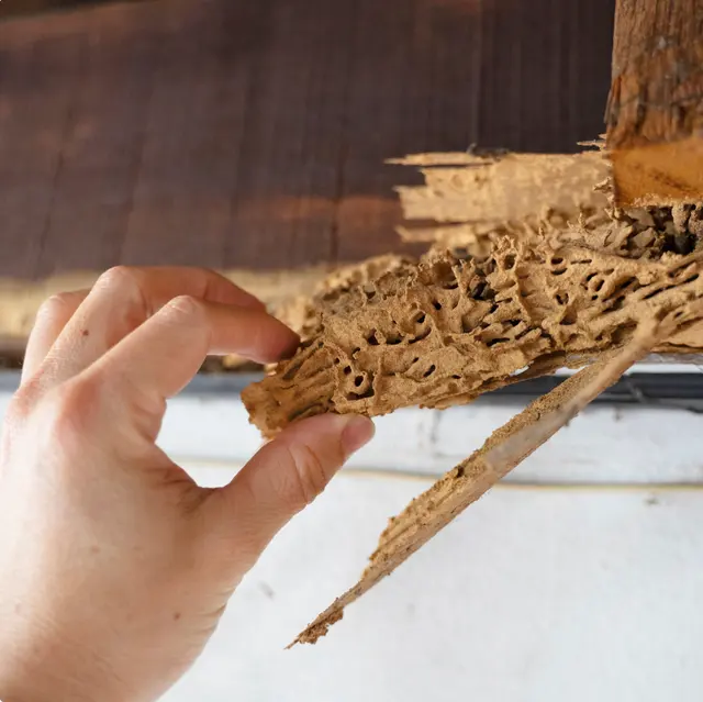 Pest Solutions Plus — photo from the business 8