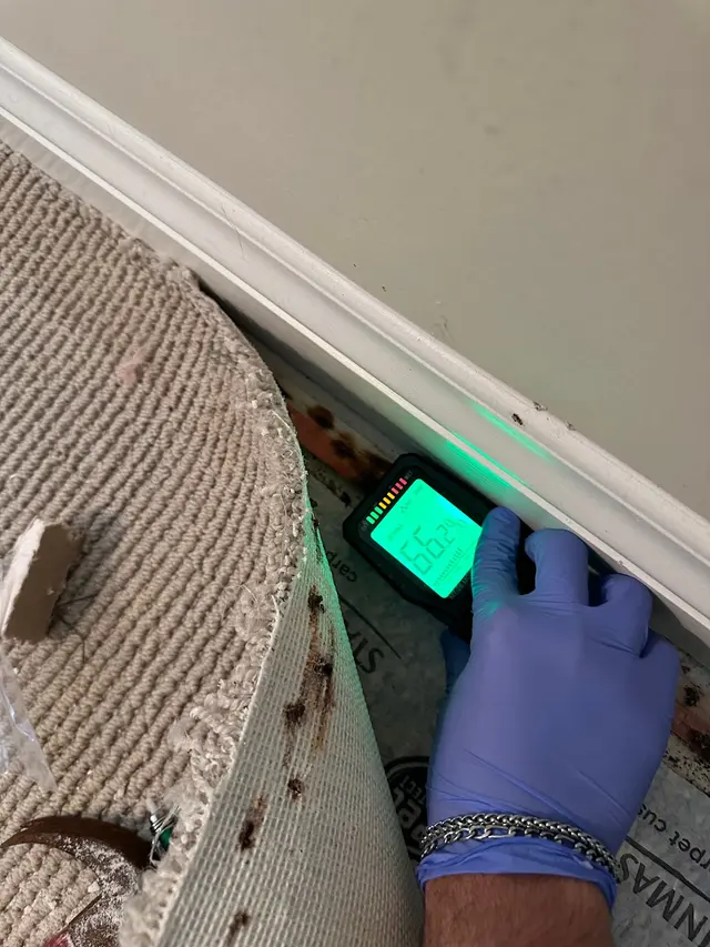 24H Mold Inspection of Michigan — photo from the business 9